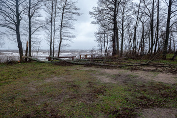 empty sea beach in autumn with lonely trees and rocks in sands