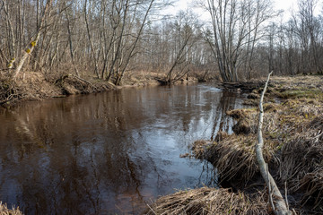 dirty forest river in spring