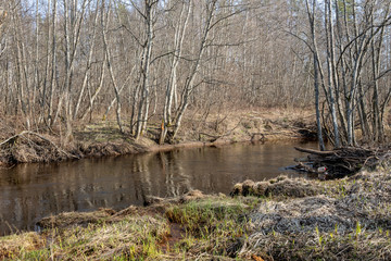dirty forest river in spring