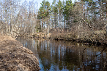 dirty forest river in spring