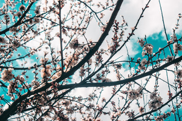 Beautiful sakura flower cherry blossom in spring. sakura tree flower on blue sky.