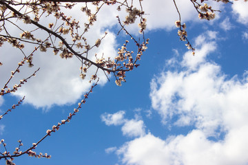 Beautiful sakura flower cherry blossom in spring. sakura tree flower on blue sky.