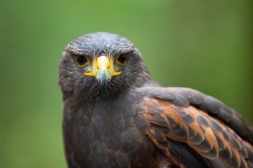 Vogel Eagle Rasse