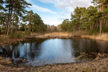 dirty forest river in spring