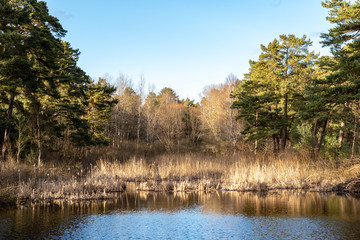 dirty forest river in spring