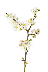 Blackthorn flowers and buds