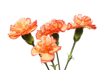 Four carnation flowers