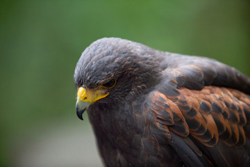 Vogel Eagle Rasse Blick nach unten