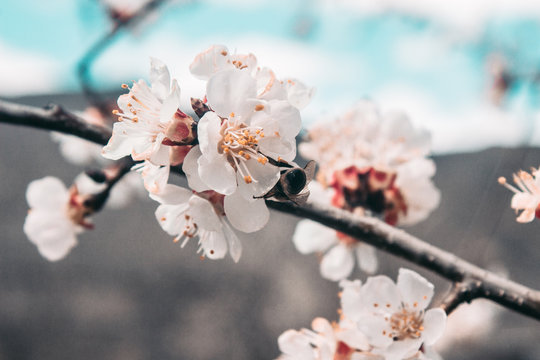 Beautiful sakura flower cherry blossom in spring. sakura tree flower on blue sky.