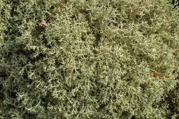 Cladonia is a genus of moss-like lichens