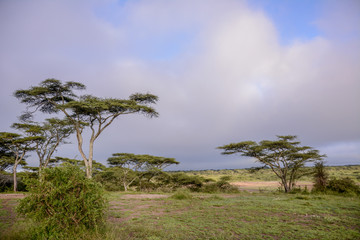 Fototapeta na wymiar Landscape in Manyara national park