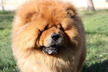 Fototapeta na wymiar Portrait of a beautiful chow chow dog in the park