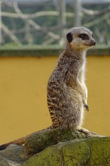 Cute, adorable meerkats