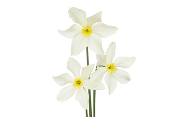 Fototapeta na wymiar Three white daffodils
