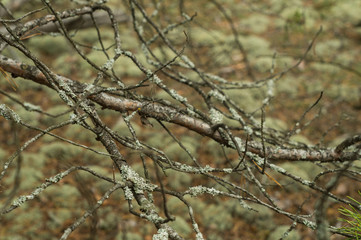 Lichen on the branches of trees