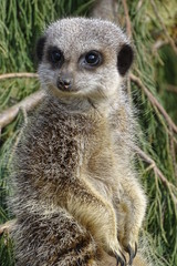 Cute, adorable meerkats