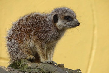 Cute, adorable meerkats