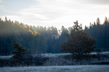 first winter frost in sunrise light in countryside