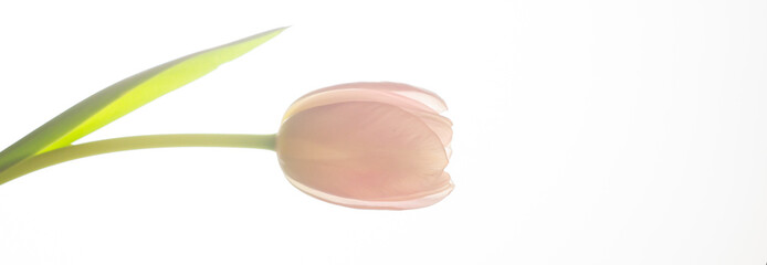 Pink tulip on a white background