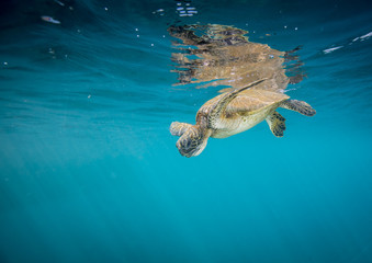 Turtle swimming down after a breath