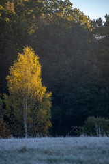 Fototapeta premium first winter frost in sunrise light in countryside