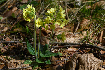 Himmelschlüssel im Frühjahr am Waldrand