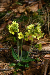 Himmelschlüssel im Frühjahr am Waldrand