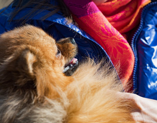 Small red Spitz dog in sits in woman hands. 