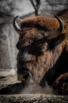 Bison Taking a Rest