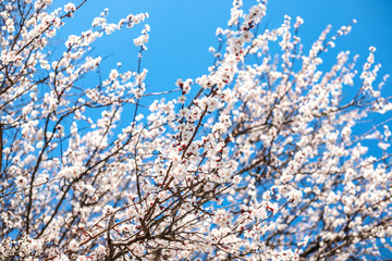 Branches of blossoming tree outdoors at spring.