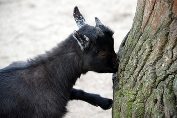 Black Small Cub Goat Female Capra Aegagrus Hircus Eating Crust