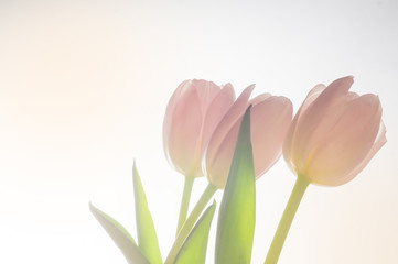 Pink tulips on a white background