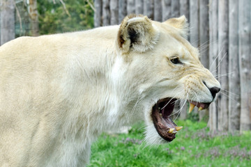 White Lioness Panthera Leo Krugeri Head Closeup