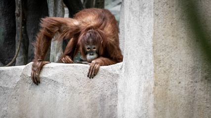 An Orangutan Looking at the Photographer