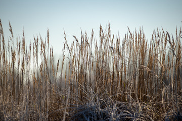 Fototapeta premium frozen sea beach in winter with low snow coverage