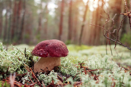 Beautiful boletus pinophilus known as penny bun in a pine forest at sunrise
