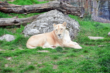 Fototapeta premium White Lioness Panthera Leo Krugeri Resting on Grass