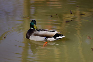Fototapeta premium View of swimming male duck on the pond