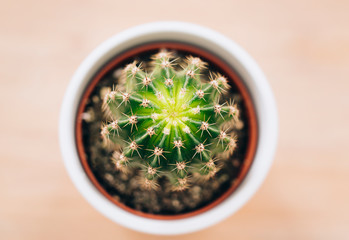 Closeup top view of a notocactus uebelmannianus cactus in a white pot