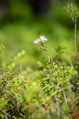 fresh green summer forest foliage with tree trunks