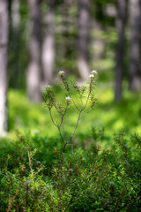 fresh green summer forest foliage with tree trunks