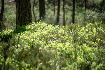 fresh green summer forest foliage with tree trunks