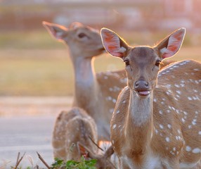 Axis Deer Sri Lanka