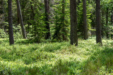 Obraz premium fresh green summer forest foliage with tree trunks