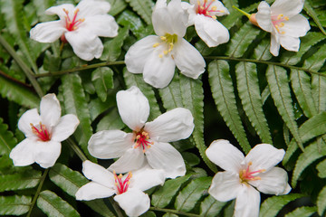 White flowers fall on green leaves（Tung flowers）