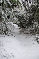 Fototapeta na wymiar deep snow in forest in winter