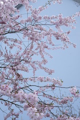 Prunus serrulata kanzan sakura