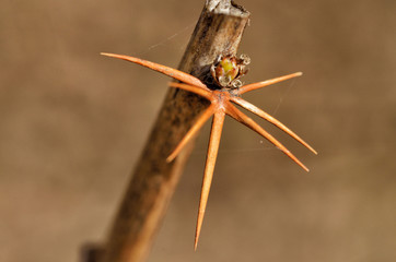 Branch with barberry thorn.