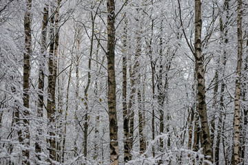 deep snow in forest in winter