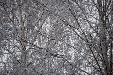 Fototapeta na wymiar deep snow in forest in winter